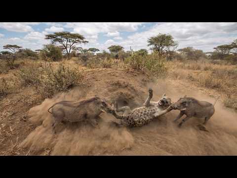 Don't Underestimate the Warthog — EVER