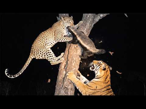 Honey Badger's Last Fight Isn't With the Leopard