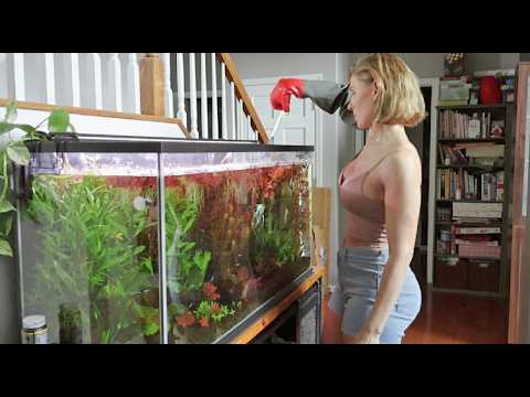 My 75 Gallon Fish Tank Is Completely Out of Control
