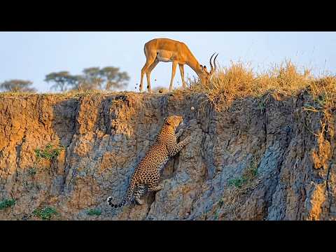 Genius Leopard Use Perfectly Silent Stealth Right Near The Edge