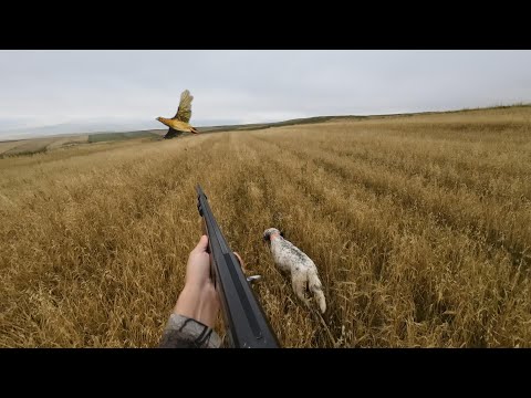 Yeni sezon bıldırcın avı. Güzel ferma ve anlar. #bıldırcın #quail #quailhunt #bıldırcınavı