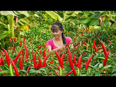 Amazing Sweet Chili Harvest After 2 Years Building Farm | Market Sell