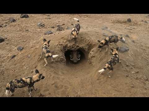 An Entire Pack Surrounds This Burrow but Nobody Dares Go In
