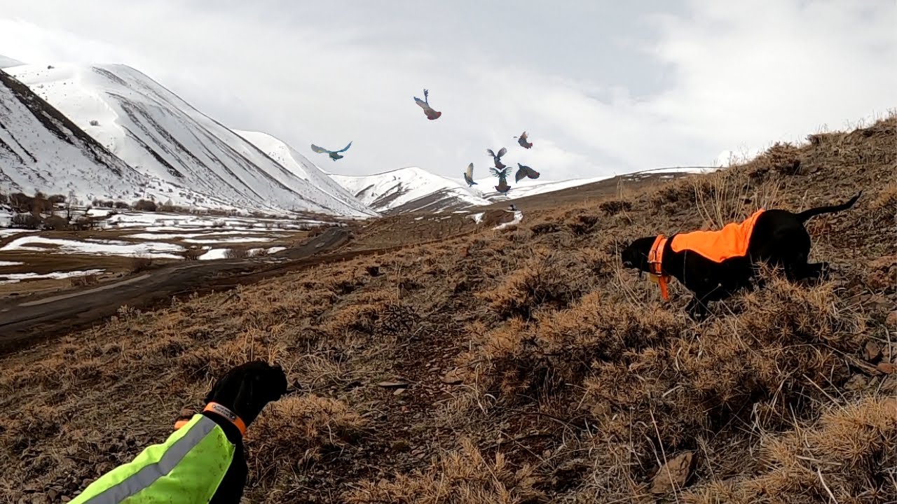 2021 tavşan keklik avları🔥Partridge hunt🔥Partridge and rabbit hunts🔥Chasse à la perdrix et au lapin🔥