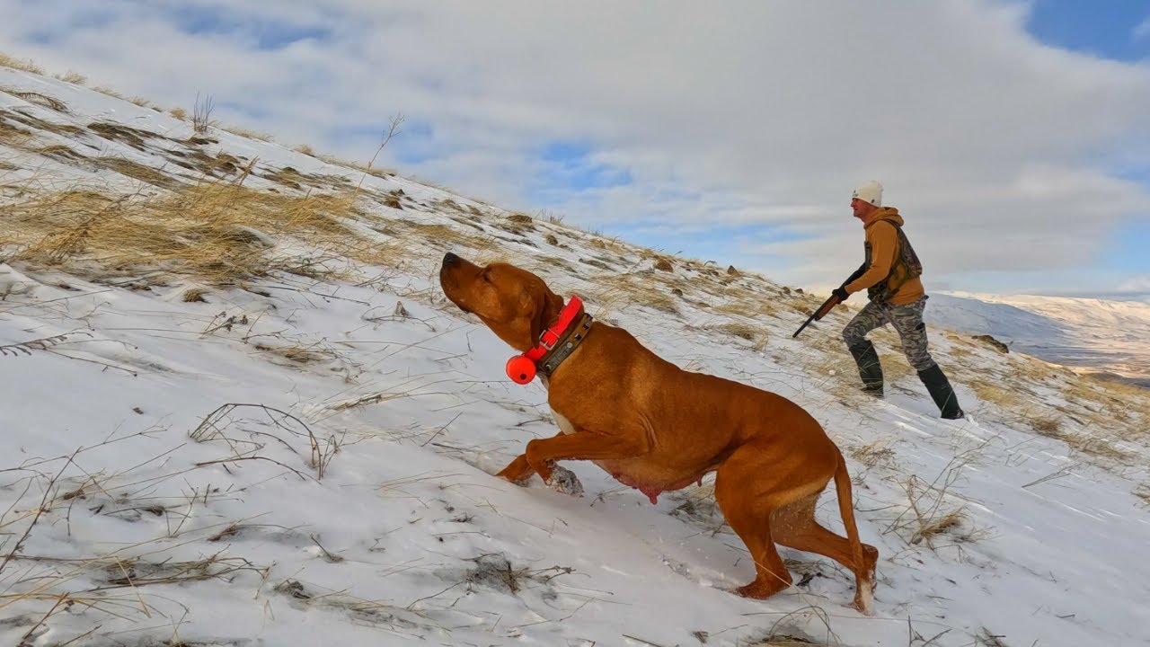 Av köpekleri ile Karda Tavşan ve Keklik Avı🔥rabbit and partridge hunting in the snow🔥İngiliz Pointer