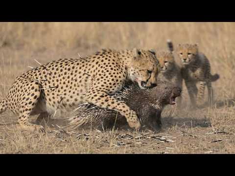 Cheetah Strike a Porcupine and Gets Stuck With Quills