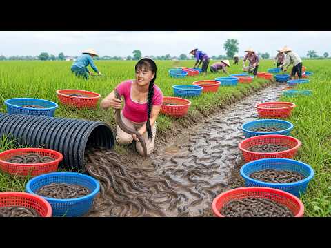 Amazing Farm Harvest | Catching Lots Of Mud Pond Eels For Market Sale