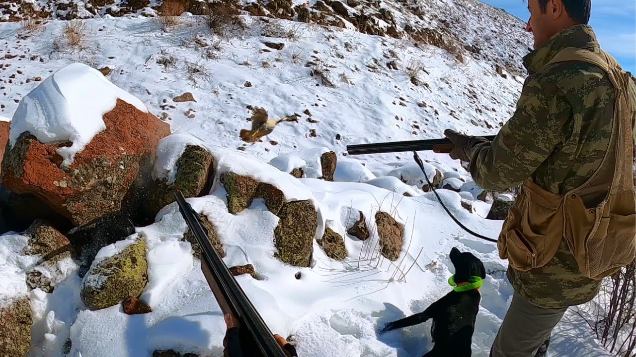 2022 tavşan keklik avları🔥Partridge hunt🔥Partridge and rabbit hunts🔥Chasse à la perdrix et au lapin🔥