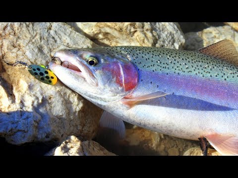 Küçücük Gölletten Dev Alabalıklar Yakaladık / Small Pond Trout Fishing