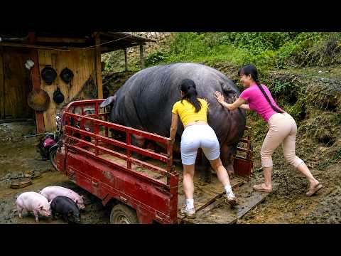 Everyone Stopped to Watch! Transporting 666KG Giant Pigs on a 3-Wheeled Truck