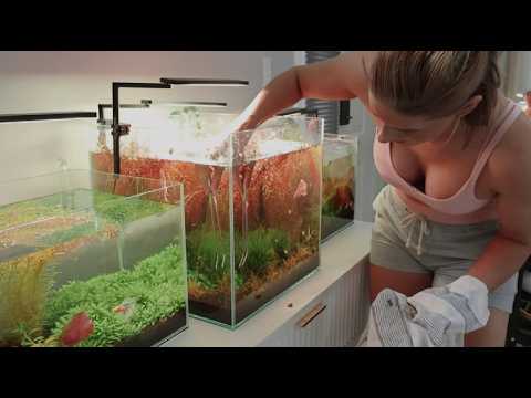 Tank Rescue! Reviving a Struggling 15 Gallon Aquarium