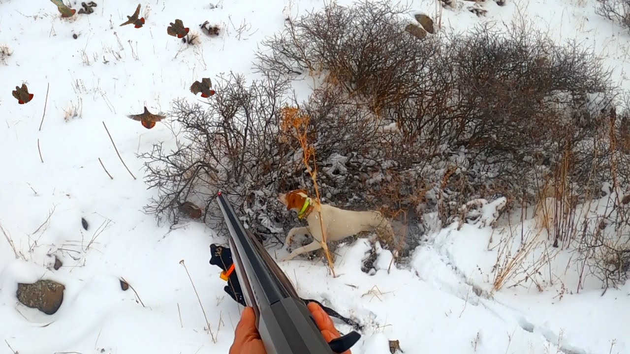 2020 tavşan keklik avları🔥Partridge hunt🔥Partridge and rabbit hunts🔥Chasse à la perdrix et au lapin🔥