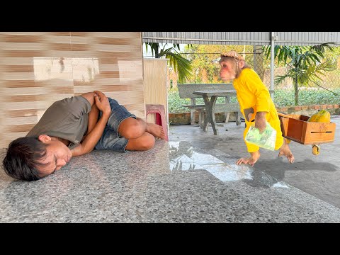 Cutis secret harvests papaya, help Dad have incident making audience worry watch