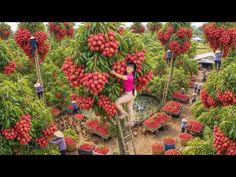 Extreme Tree Climbing For Giant Lychees | 3-Wheeled Truck Sells Them All At Village Market