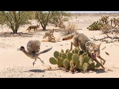 These 3 Coyotes Never Stood a Chance Against 1 Roadrunner