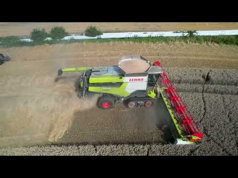 Weizenernte bei der Agrarunion Poppendorf