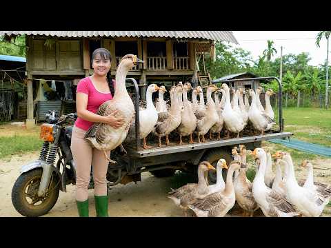 Buying Big Farm Geese For Market Sell | Caring For Pigs & Ducks