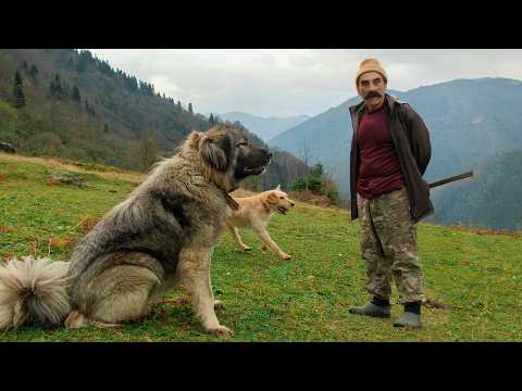 Dağdaki Yalnız Çoban : 'Akalu Hüseyin' | Belgesel Film