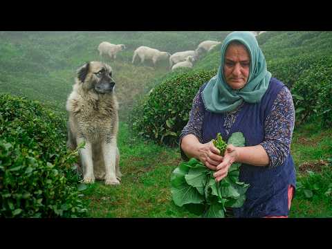 Yükseklerdeki Yaşam | Belgesel Film