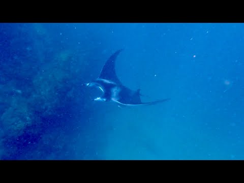 Spearfishing North Coast Trinidad | Snappers, Lobsters & swimming with Manta Rays!