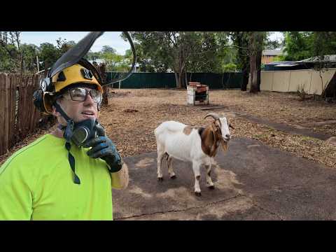 Goats DESTROYED this Yard. What's it look like 8 Months Later???