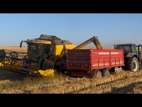 Hasat zamanı tırıtikallerimizi biçiyoruz