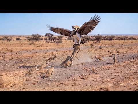 This Is What Happens When You Mess With a Meerkat's Family