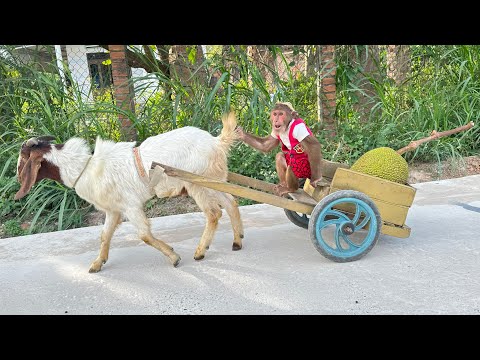CUTIS takes Goat to harvest jackfruit and the ending mistake....