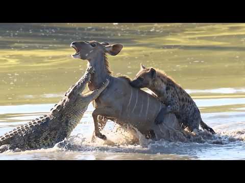 Kudo Escapes The Most Impossible Hunt to Escape
