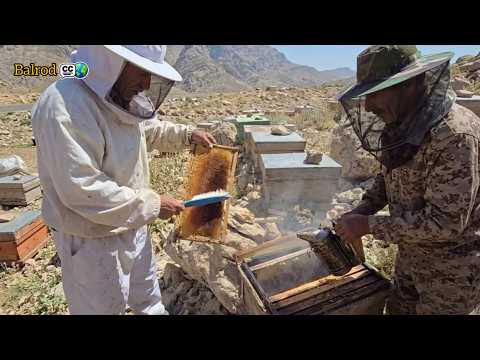 Nomads and Honey Harvesting: Jahangir’s Secret to Calming the Bees 🐝
