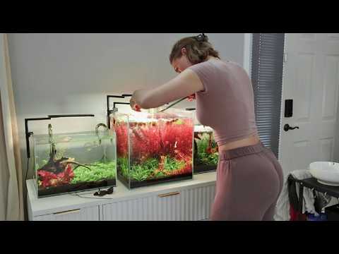 Refreshing My Low-Tech Pink Halfmoon Betta Tank