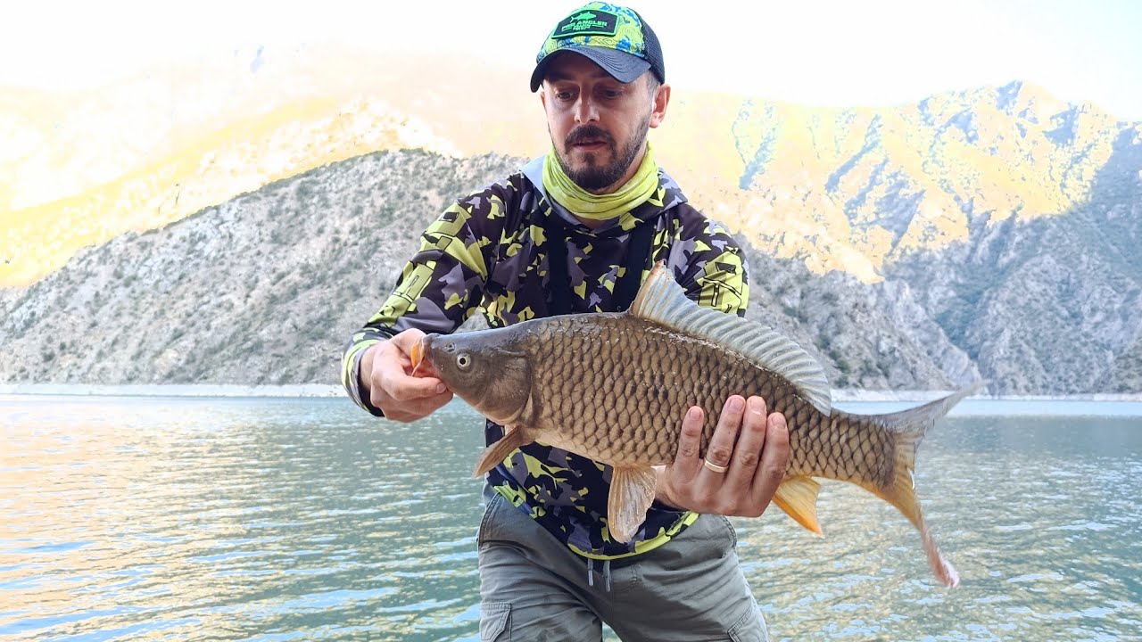 aynalı ve pullu sazan avı. Tek olta ile düzinelerce sazan yakalamak. #sazanavı #carp #carpfishing 