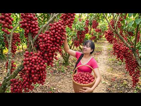 Living in the Forest | Harvesting Red Rambai To Make Jam For The Whole Year