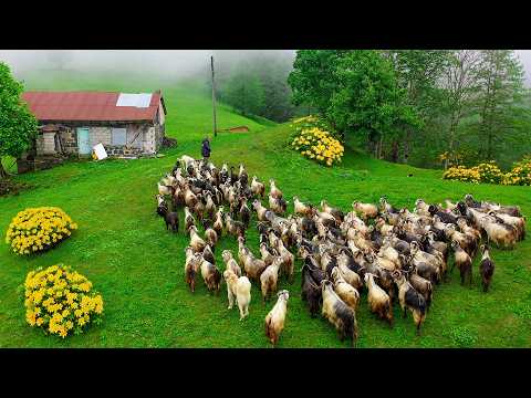 Dağlardaki Yalnız Adam: Veysel’in Yayla Sevinci | Belgesel Film