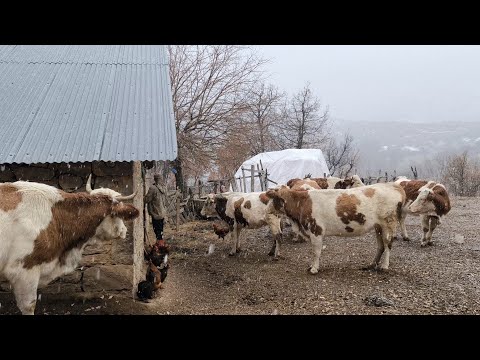Karın ilk yağış anı / Huzurlu kar yağışı.The first moment of snowfall in the village #snow#snowfall