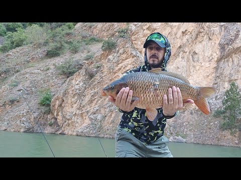 SAZAN AVI. Akşam suyu boy boy sazan yakaladım. Aynalı ve pullu sazan.