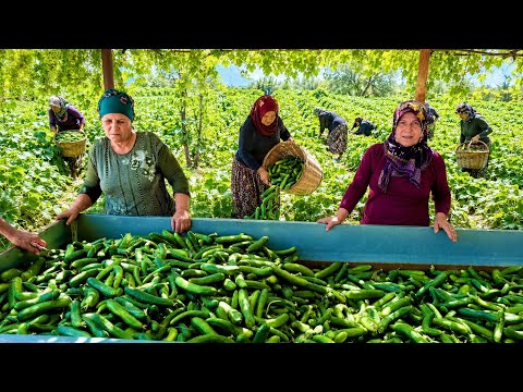 Köy Hayatı İlk Salatalık Ve Acur Hasadı | Kışlık Turşu Yapımı | Belgesel Flim 4K