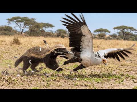 Honey Badger Turns the Tables on the Secretary Bird