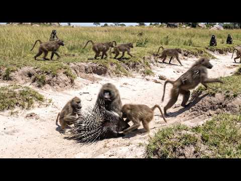Porcupine Taught This Troop a Lesson They'll Never Forget