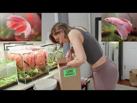 Adding a Pink Halfmoon Betta to My 15 Gallon Community Tank