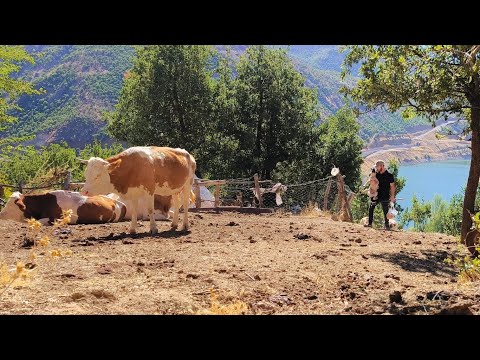 Göl Manzaralı Yüksek Dağ Köyünde Hayvanlarımla Saf ve Sevgi Dolu Bir Yaşam. Beautiful Village Life.
