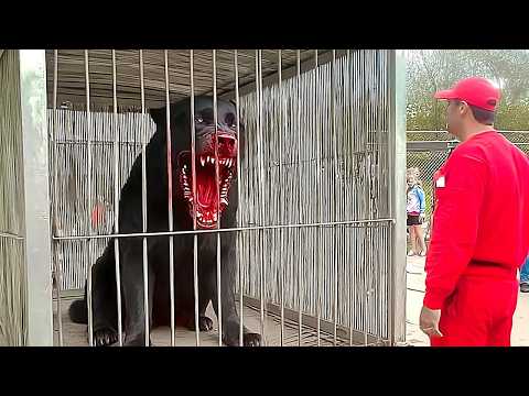 Dünyanın En Tehlikeli 20 Köpeği! (Polis bile yaklaşamıyor)