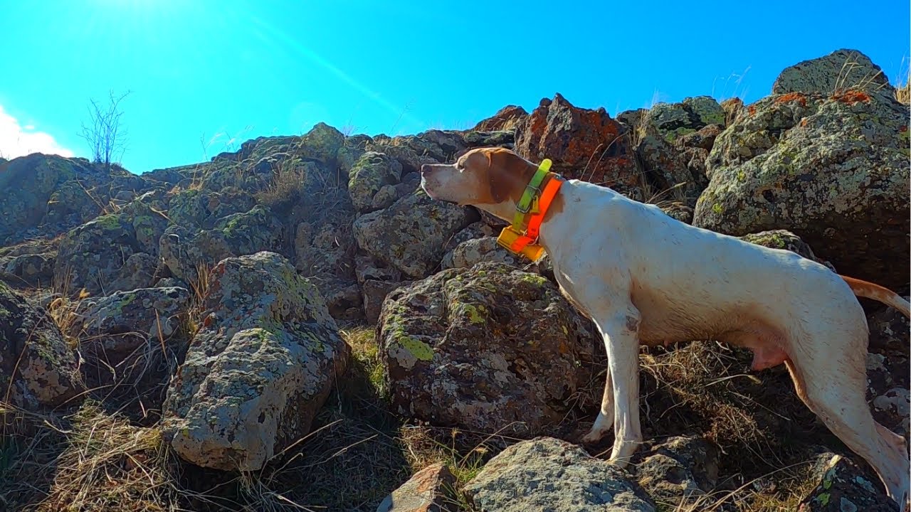2021 tavşan keklik avları🔥Partridge hunt🔥Partridge and rabbit hunts🔥Chasse à la perdrix et au lapin🔥