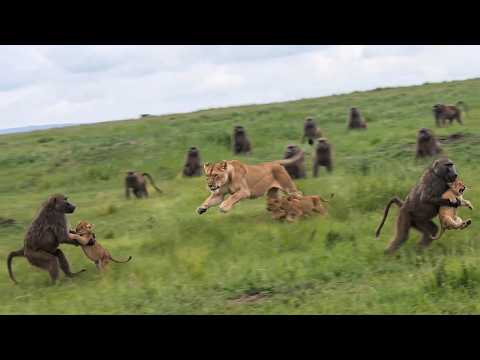 Baboons Steal Lion Cubs and Run — Mother in Full Pursuit