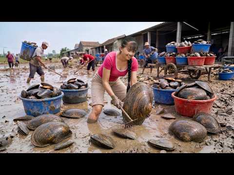 Farmer Girl Catching Giant Mussels Under The Mud | Bring To Countryside Market Sell