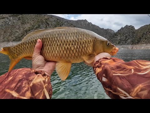 SAZAN AVI. Aynalı sazan avı.Küspe ile sazan avı. ( 24.02.2026 ) #fishing #sazan#sazanavı