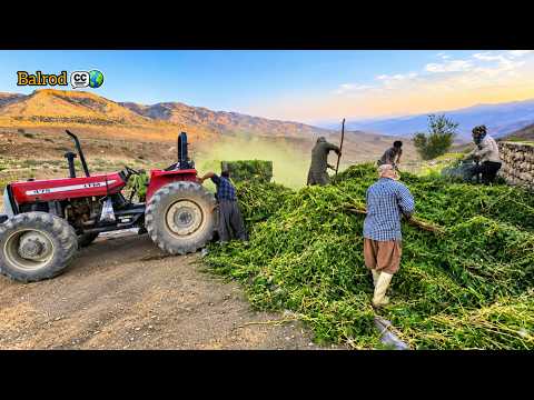 🤝 Nomads and unique cooperation; setting up tents and chopping fodder with tractors