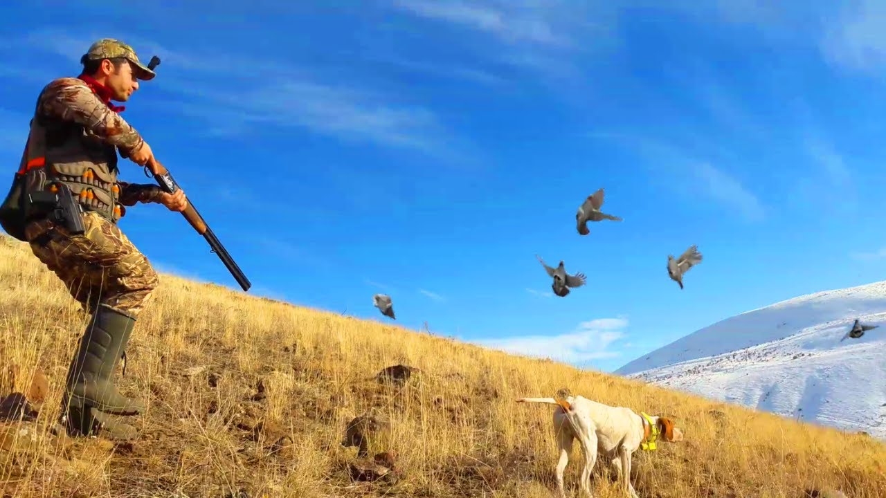 MÜKEMMEL KEKLİK  AVI VİDEOSU  2019 PARTRİDGE HUNT 2019