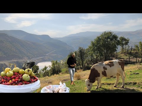 Köyde Günlük Hayat: Mantar, Alıç ve Kuşburnu Topladım. Çiftliğimde Gerçek Huzuru ve Sevgiyi Buldum.