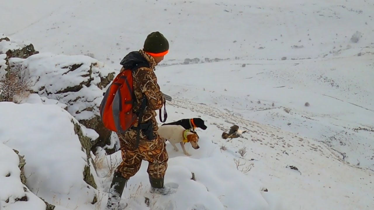 KARLI DAĞLAR'DA AV KÖPEKLERİ İLE MÜKEMMEL AV🔥Partridge hunt🔥Partridge and Rabbit Hunting in the Snow